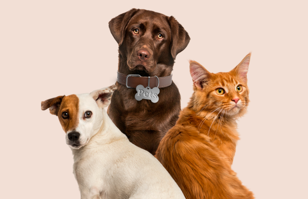pets